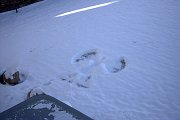 kori-snow-angel
