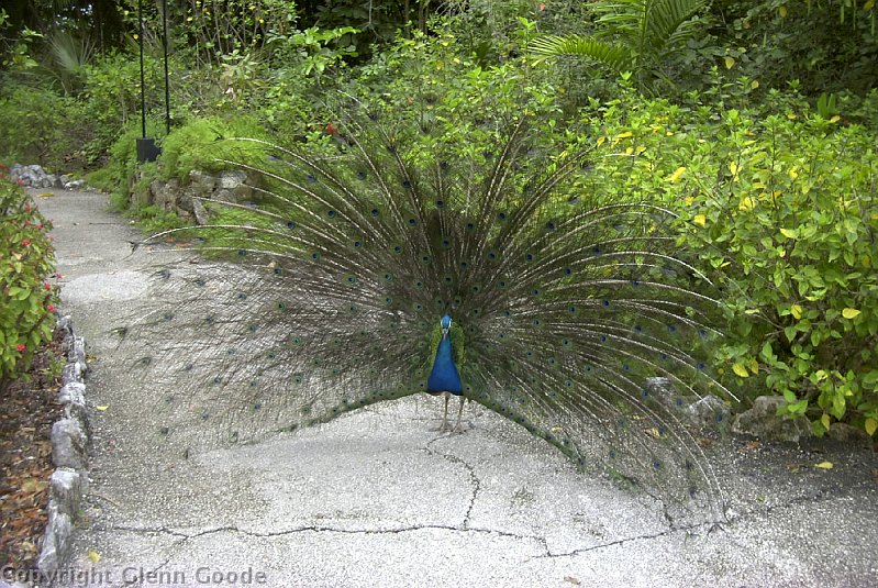 Image012