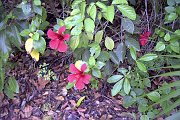 Image027