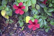 Image028