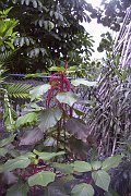 Image033