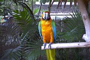 Image037