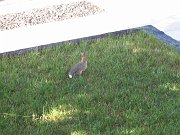 2007-07-15-bunny