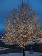 2009-04-17-snow-lex