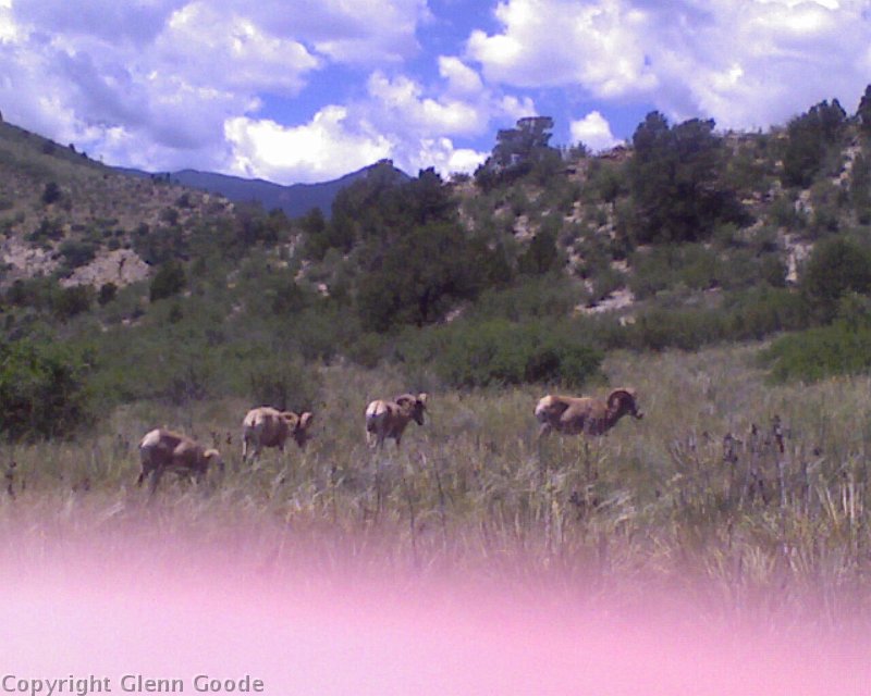 Photo_062709_008
