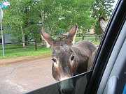IMG_0336
