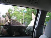 IMG_0338