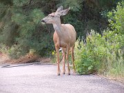 DSCN0706